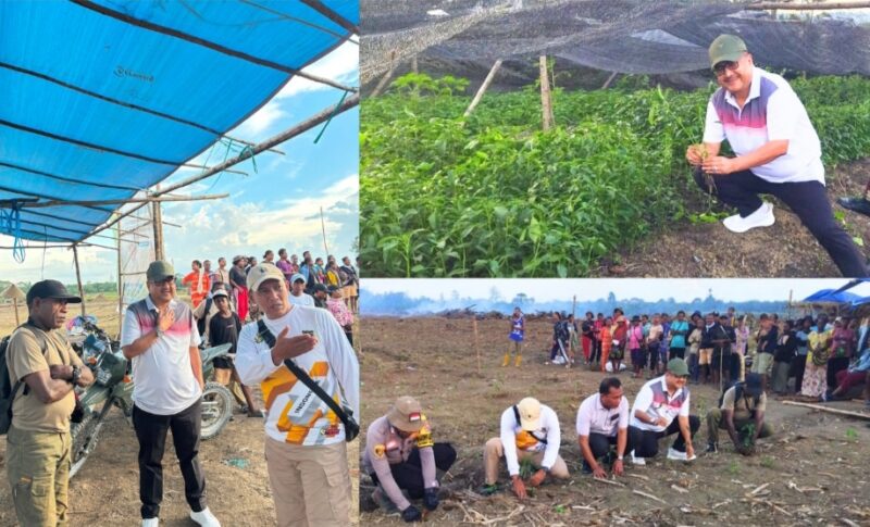 Kajati Papua Dr. Jefferdian Tanam Cabe dan Jagung Bersama 200 Petani di Arso 1 Keerom